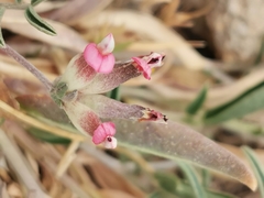 Anthyllis vulneraria maura