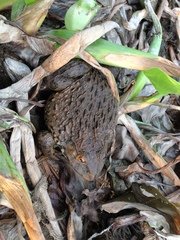 Hoplobatrachus chinensis