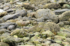 Cinclodes patagonicus