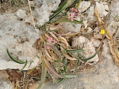 Anthyllis vulneraria maura