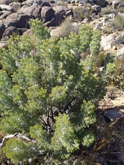 Paranomus tomentosus