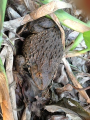 Hoplobatrachus chinensis