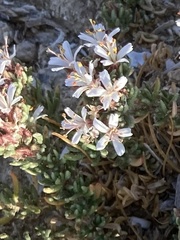 Frankenia hirsuta