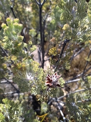 Paranomus tomentosus