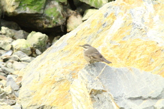 Cinclodes patagonicus