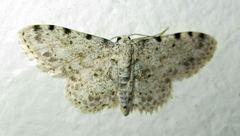 Scopula nigrinotata