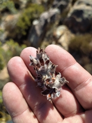 Paranomus tomentosus