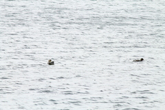 Tachyeres patachonicus