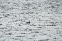 Tachyeres patachonicus