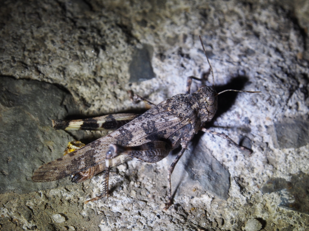Lactista stramineus