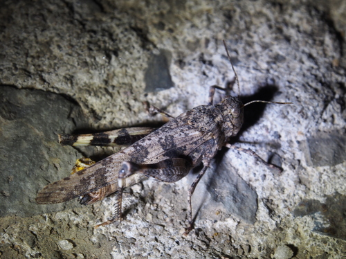 Lactista stramineus