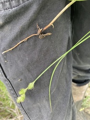 Carex tetrastachya