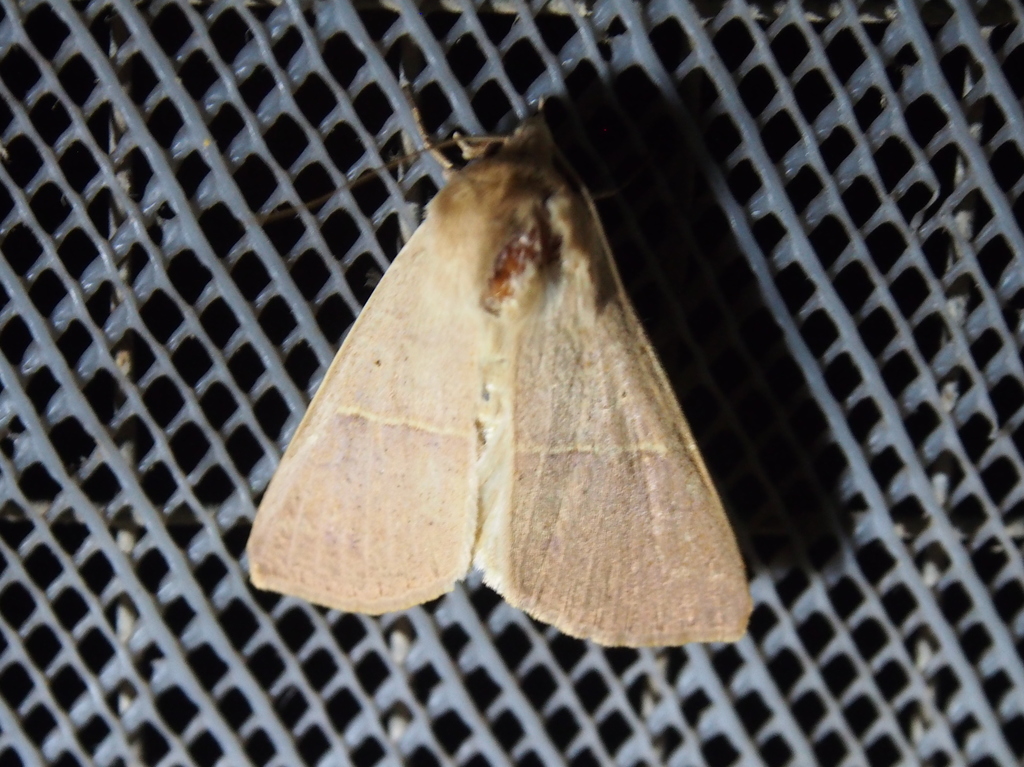 Obrima pyraloides