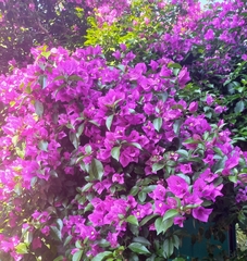 Bougainvillea