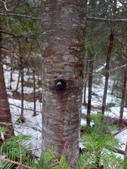 Abies balsamea image
