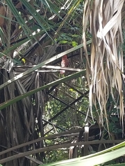 Cardinalis cardinalis image
