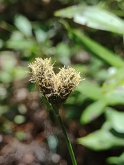 Fuirena scirpoidea