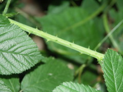 Rubus baruthicus