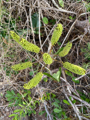 Cussonia thyrsiflora