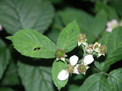 Rubus baruthicus