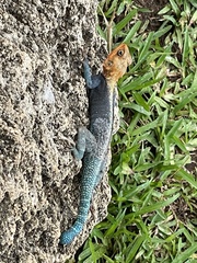 Agama lionotus