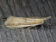 Pima albiplagiatella