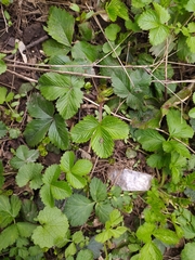 Fragaria vesca