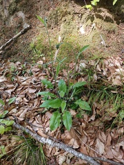 Hieracium praecurrens