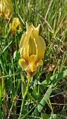 Iris reichenbachii