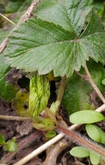 Fragaria vesca
