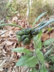 Hieracium praecurrens