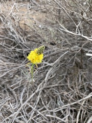 Bulbine cepacea