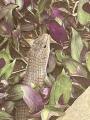 Broadleysaurus major