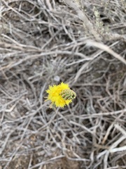 Bulbine cepacea