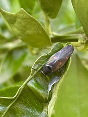 Eustegasta buprestoides