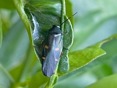 Eustegasta buprestoides