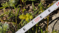 Cryptantha cycloptera