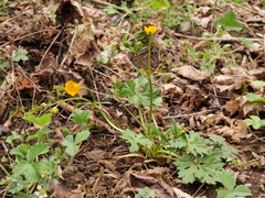 Ranunculus serpens