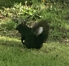 Sciurus carolinensis