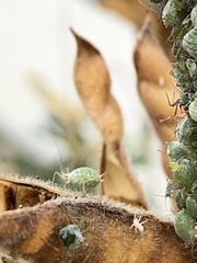Macrosiphum albifrons
