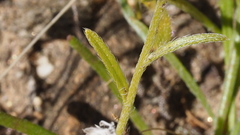 Cryptantha cycloptera