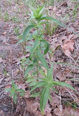 Monarda punctata