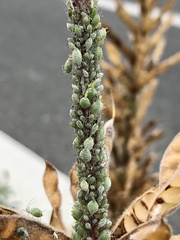 Macrosiphum albifrons