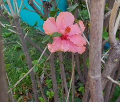 Hibiscus