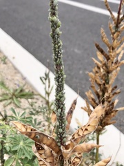 Macrosiphum albifrons