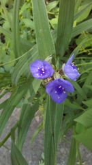 Tradescantia bracteata