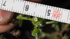 Cryptantha cycloptera