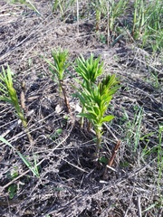 Erysimum hieraciifolium