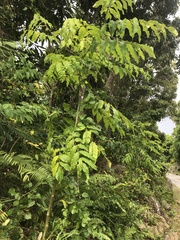 Pterocarya