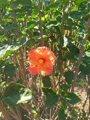 Hibiscus